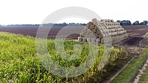 Many bales of straw field. Many bales rolls wheat straw stacked together field