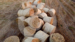 Many bales of wheat straw rolls lying field after wheat harvest on sunset dawn