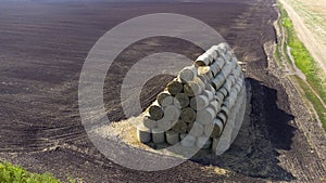 Many bales of wheat straw rolls on wheat field after wheat harvest