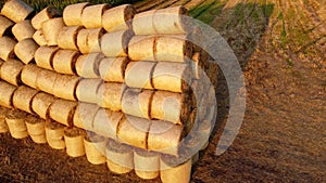 Many bales wheat straw rolls on wheat field after wheat harvest on sunset dawn