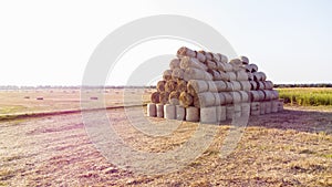 Many bales wheat straw rolls on wheat field after wheat harvest on sunset dawn