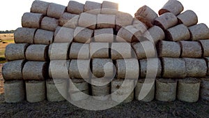 Many bales of wheat straw rolls on wheat field after wheat harvest sunset dawn