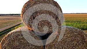 Many bales of wheat straw rolls on wheat field after wheat harvest sunset dawn