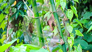 Many bamboo plants grow in Papua's forests in Manokwari.