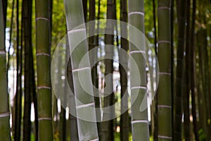 Many bamboo stalks, bamboo trees