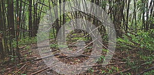 Many bamboo trees in the deep tropical forest or jungle fell in the forest because of the natural monsoon storm, disaster or human