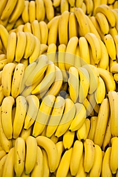 Many Bananas photo