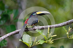 Many-banded AraÃ§ari - Pteroglossus pluricinctus - Cuyabeno Wildlife Reserve, Ecuador