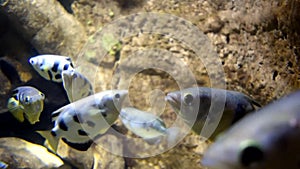Many banded archerfish swims in water. Spinner fish.