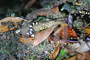 Many-banded Coral Snake (Micrurus multifasciatus) hunting for food in Costa Rica