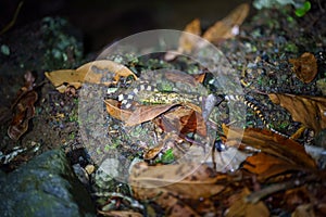 Many-banded Coral Snake & x28;Micrurus multifasciatus& x29; hunting for food in Costa Rica