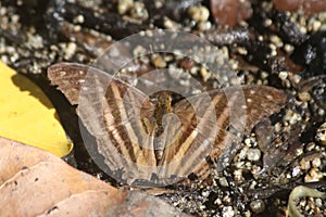 Many-banded Daggerwing Marpesia chiron