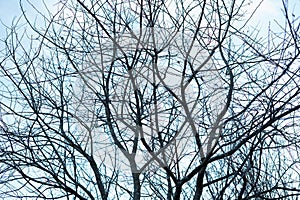 Many bare, dark leafless autumn tree branches making a graphical twigs silhouette up against the cold blue sky - Concept