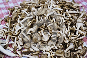 many baskets of freshly picked mushrooms for sale in the grocery stall at the market