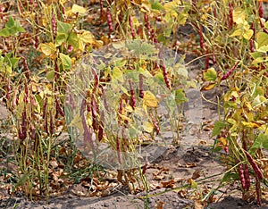 many bean plants with pods in large outdoor garden