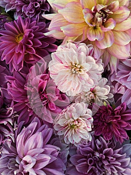 Many beautiful blooming dahlia flowers, floral summer background. Colorful dahlias in full bloom