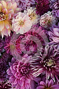 Many beautiful blooming dahlia flowers, floral summer background. Colorful dahlias in full bloom