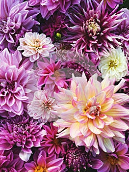 Many beautiful blooming dahlia flowers, floral summer background. Colorful dahlias in full bloom