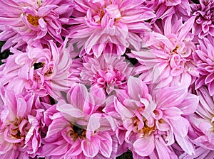 Many beautiful blooming dahlia flowers, floral summer background. Colorful dahlias in full bloom