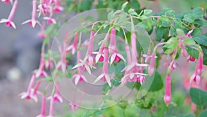 many Beautiful blooming purple pink fuchsia flowers in the garden