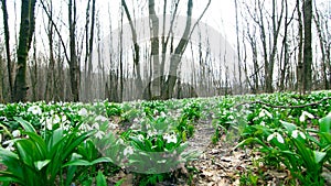 Many beautiful blossoming snowdrops in the spring forest