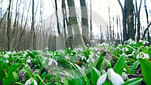 Many beautiful blossoming snowdrops in the spring forest