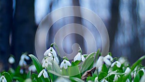 Many beautiful blossoming snowdrops in the spring forest