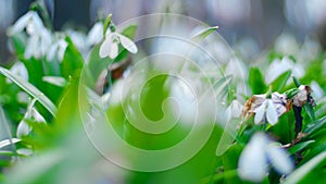 Many beautiful blossoming snowdrops in the spring forest