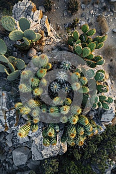 Many beautiful cacti in nature. Selective focus.