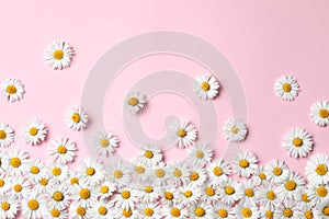 Many beautiful daisy flowers on pink background, flat lay. Space for text