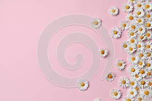 Many beautiful daisy flowers on pink background, flat lay. Space for text