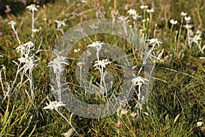 Many beautiful edelweis flowers