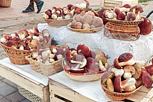 Many beautiful edible forest mushrooms boletus edulis f. pinophilus known as king bolete, penny bun and sep in wicker baskets laid