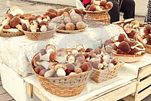 Many beautiful edible forest mushrooms boletus edulis f. pinophilus known as king bolete, penny bun and sep in wicker baskets laid