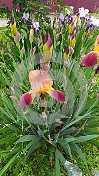 many beautiful flowers called iris or cockerels