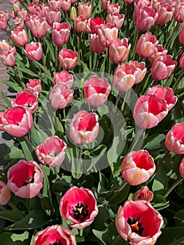 many beautiful flowers of red tulips in the flower bed