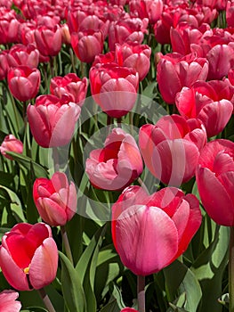 many beautiful flowers of red tulips in the flower bed
