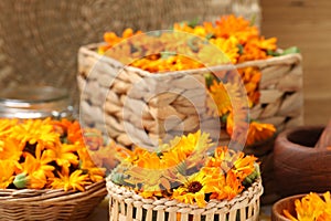 Many beautiful fresh calendula flowers on table