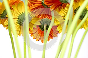 Many beautiful gerberas photo