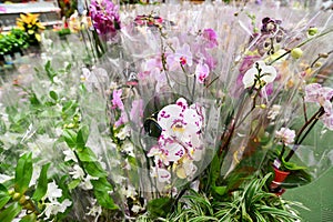 Many Beautiful large orchid in store