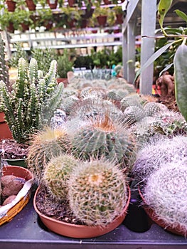 many beautiful multi-colored cacti stand in a flower shop