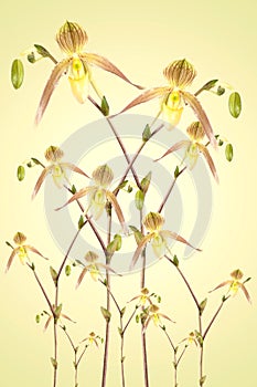 Many beautiful orchid blossoms