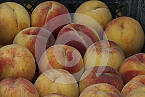 Many beautiful peach or Prunus persica advisable as a background