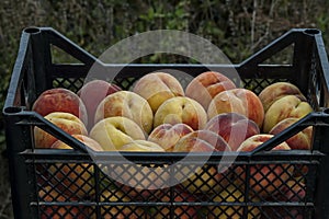 Many beautiful peach or Prunus persica advisable in black crate