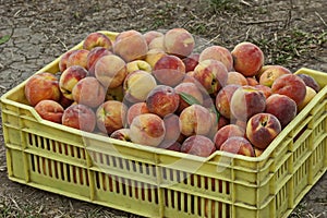 Many beautiful peach or Prunus persica advisable in yellow crate