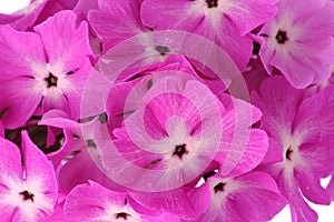 Many beautiful pink flowers