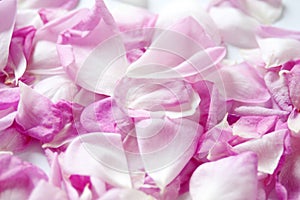 Many beautiful pink rose petals  background, set