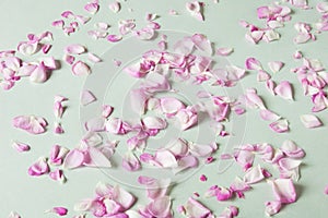 Many beautiful pink rose petals  background, set