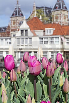 Many beautiful pink tulips with old european buildings as background