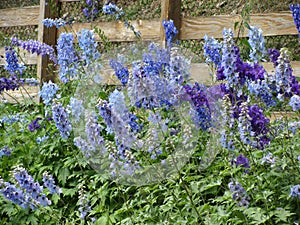 Many beautiful purple and blue flowers  Delphinium elatum, Alpine Delphinium, Candle Larkspur  blooming in the garden